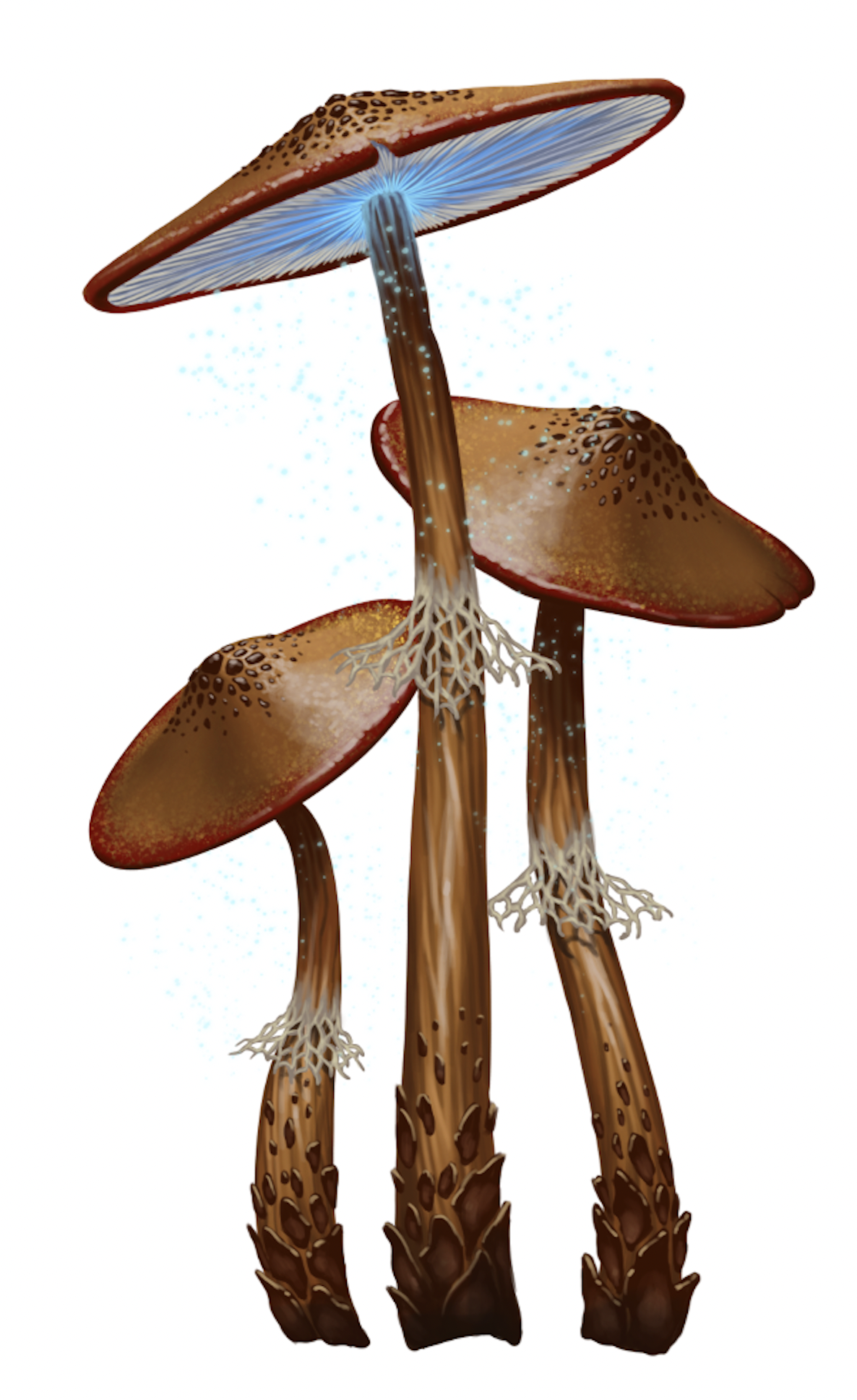 campaign image 4